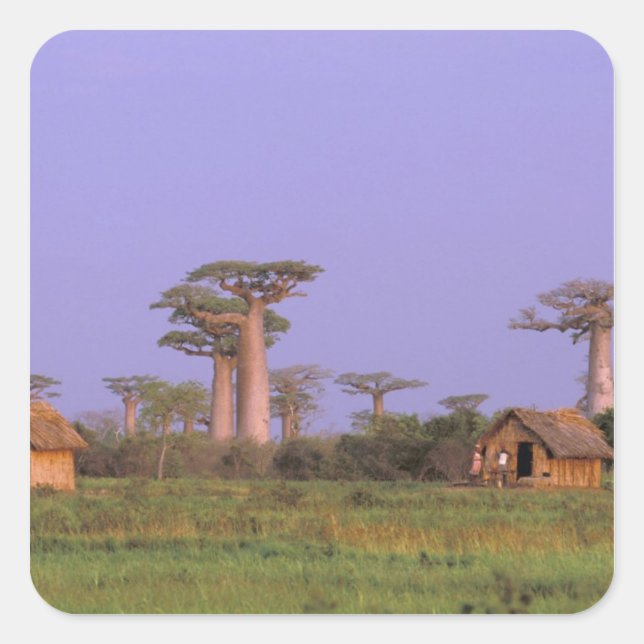 Afrika, Madagaskar, Morondava. Baobabs Quadratischer Aufkleber (Vorderseite)