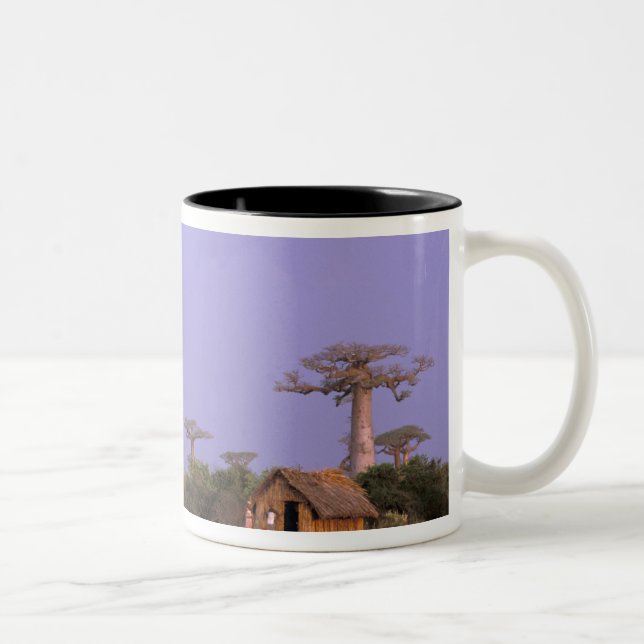 Afrika, Madagaskar, Morondava. Baobabs Zweifarbige Tasse (Rechts)