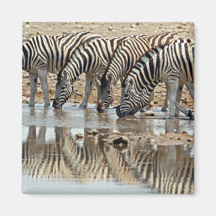 Afrika, Namibia, Etosha NP. Burchell's Zebra Magnet