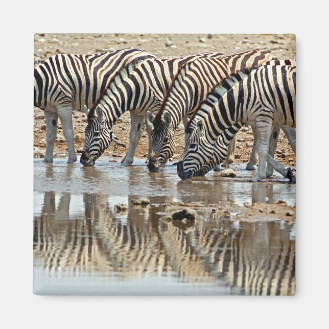 Afrika, Namibia, Etosha NP. Burchell's Zebra Magnet (Vorne)