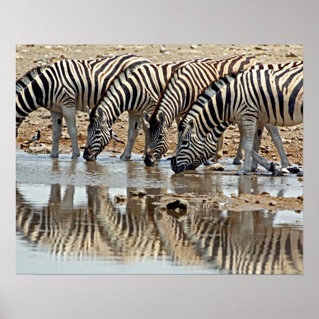Afrika, Namibia, Etosha NP. Burchell's Zebra Poster (Vorne)