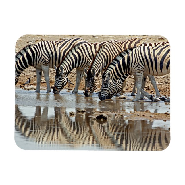 Afrika, Namibia, Etosha NP. Steppenzebra Magnet (Horizontal)