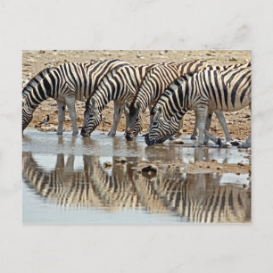 Afrika, Namibia, Etosha NP. Steppenzebra Postkarte