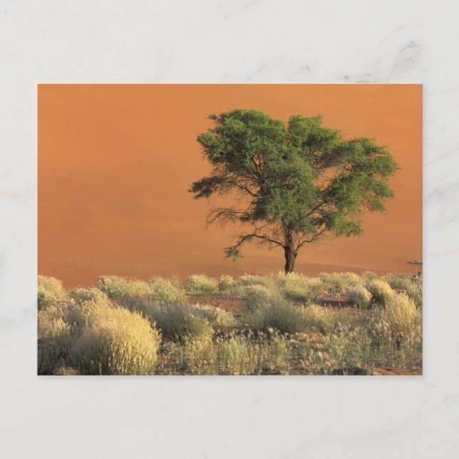 Afrika, Namibia, Namib-Nationalpark, Sossusvlei Postkarte (Vorderseite)