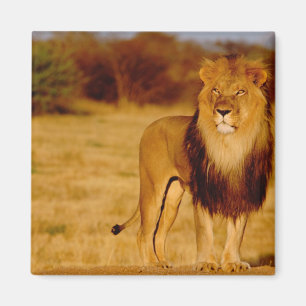 Afrika, Namibia, Okonjima. Einsamer männlicher Löw Magnet