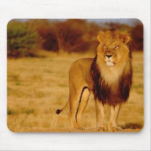 Afrika, Namibia, Okonjima. Einsamer männlicher Löw Mousepad