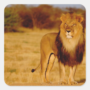Afrika, Namibia, Okonjima. Einsamer männlicher Löw Quadratischer Aufkleber