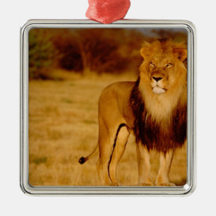 Afrika, Namibia, Okonjima. Einsamer männlicher Löw Silbernes Ornament