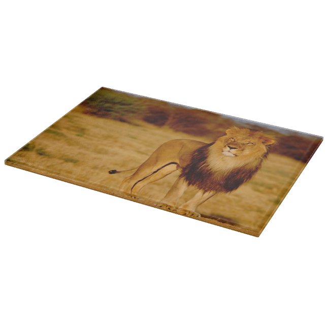 Afrika, Namibia, Okonjima. Einziger männlicher Schneidebrett (Ecke)