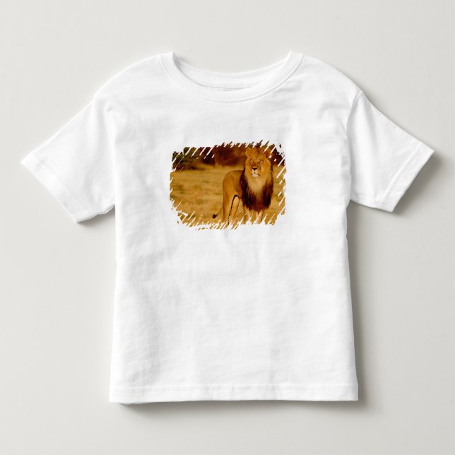 Afrika, Namibia, Okonjima. Löwe Kleinkind T-shirt (Vorderseite)