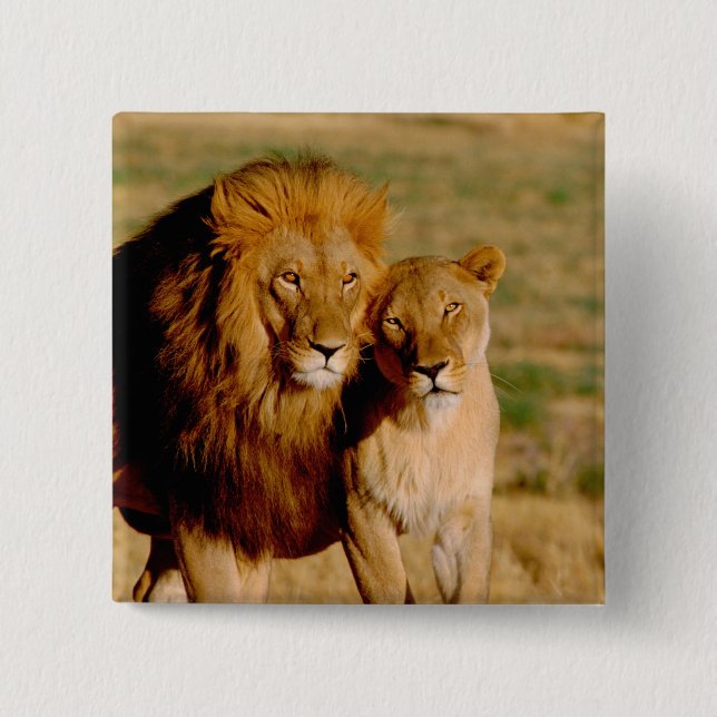 Afrika, Namibia, Okonjima. Löwe & Löwin Button (Vorderseite)