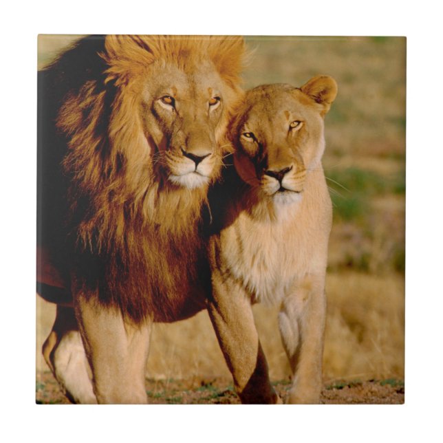 Afrika, Namibia, Okonjima. Löwe & Löwin Fliese (Vorderseite)