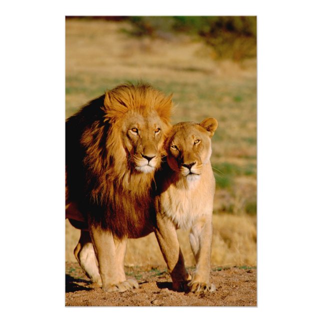 Afrika, Namibia, Okonjima. Löwe & Löwin Fotodruck (Vorne)
