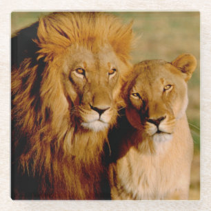 Afrika, Namibia, Okonjima. Löwe & Löwin Glasuntersetzer