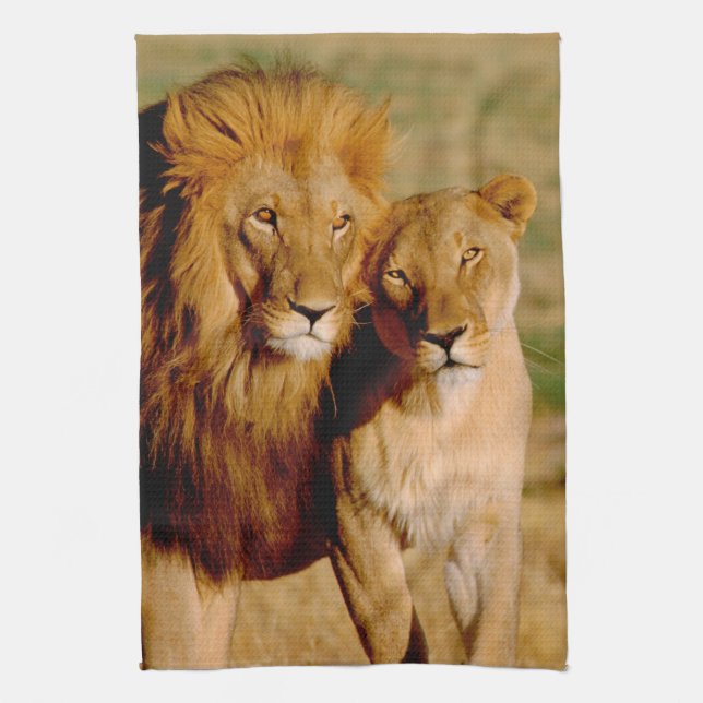 Afrika, Namibia, Okonjima. Löwe & Löwin Küchentuch (Vertikal)