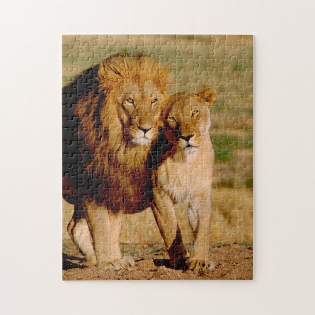 Afrika, Namibia, Okonjima. Löwe & Löwin Puzzle (Vertikal)