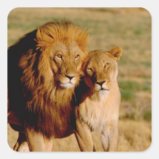 Afrika, Namibia, Okonjima. Löwe & Löwin Quadratischer Aufkleber (Vorderseite)