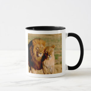 Afrika, Namibia, Okonjima. Löwe & Löwin Tasse