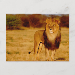 Afrika, Namibia, Okonjima. Löwe Postkarte