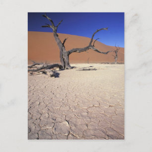 Afrika, Namibia, Sossusvlei Region. Sanddünen Postkarte