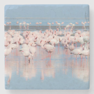 Afrika, Namibia, Walvis Bay Steinuntersetzer