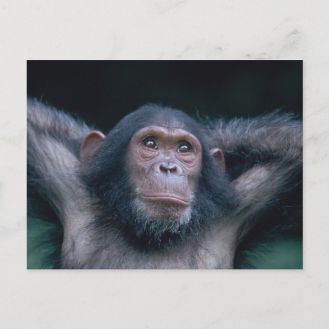 Afrika, Ostafrika, Tansania, Gombe National 2 Postkarte (Vorderseite)