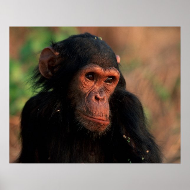 Afrika, Ostafrika, Tansania, Gombe National 4 Poster (Vorne)