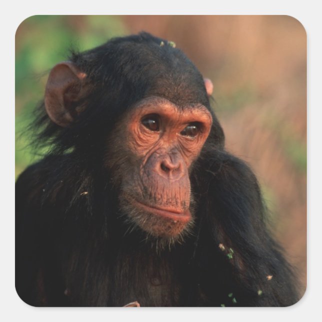 Afrika, Ostafrika, Tansania Quadratischer Aufkleber (Vorderseite)