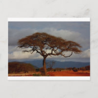 Afrika Safari Natur Savanne Schicksal Personalisie