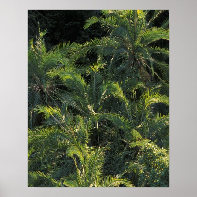 Afrika, Sambia, Nationalpark Mosi-Oa-Tunya, Poster (Vorne)