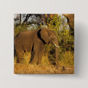 Afrika, Simbabwe, Victoria-Fälle-Nationalpark. Button