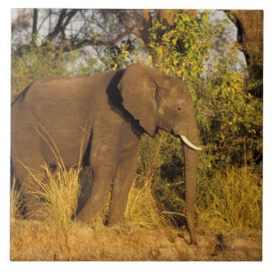 Afrika, Simbabwe, Victoria-Fälle-Nationalpark. Fliese