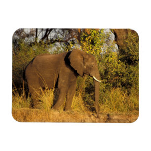 Afrika, Simbabwe, Victoria-Fälle-Nationalpark. Magnet
