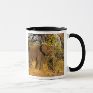 Afrika, Simbabwe, Victoria-Fälle-Nationalpark. Tasse