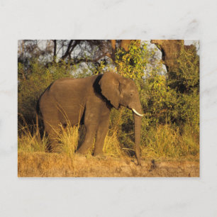 Afrika, Simbabwe, Victoria Falls National Park. Postkarte
