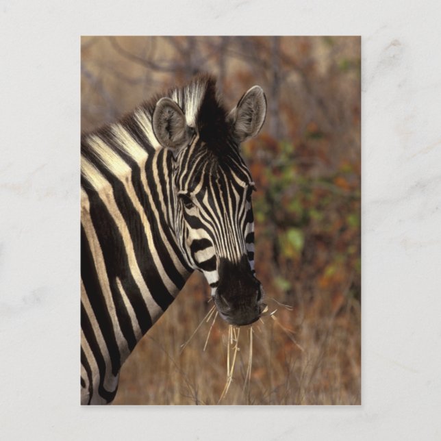 Afrika, Südafrika, Krüger NP Zebra-Portrait Postkarte (Vorderseite)