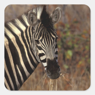 Afrika, Südafrika, Krüger NP Zebra-Portrait Quadratischer Aufkleber