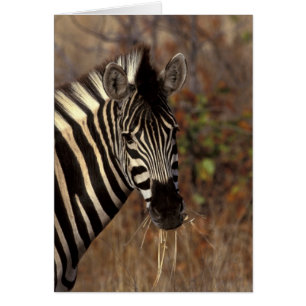 Afrika, Südafrika, Kruger NP Zebrapanorama