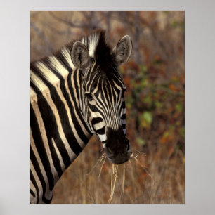 Afrika, Südafrika, Kruger NP Zebrapanorama Poster