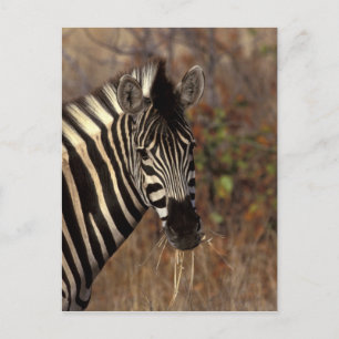 Afrika, Südafrika, Kruger NP Zebrapanorama Postkarte