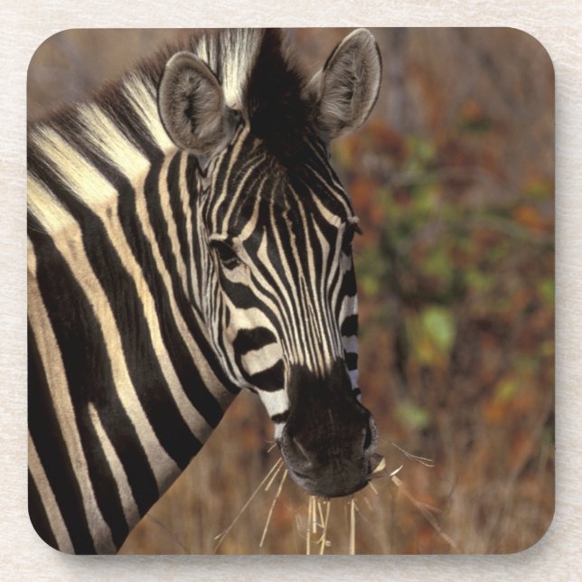 Afrika, Südafrika, Kruger NP Zebrapanorama Untersetzer (Vorderseite)