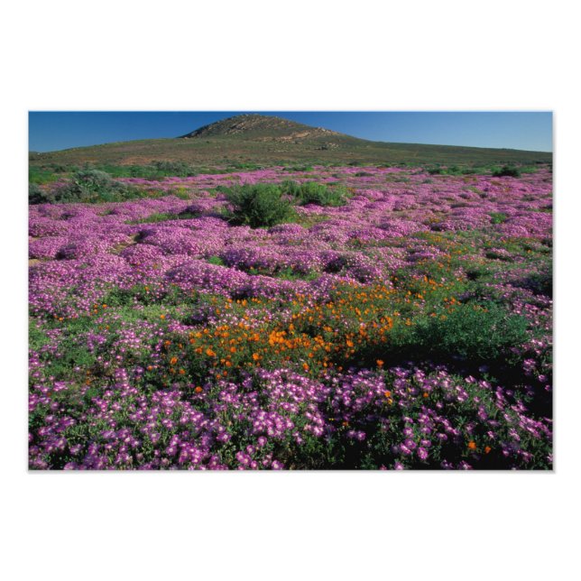Afrika, Südafrika, Namaqualand, Orange und Fotodruck (Vorne)
