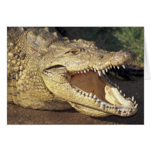 Afrika, Südafrika, Nilkrokodil