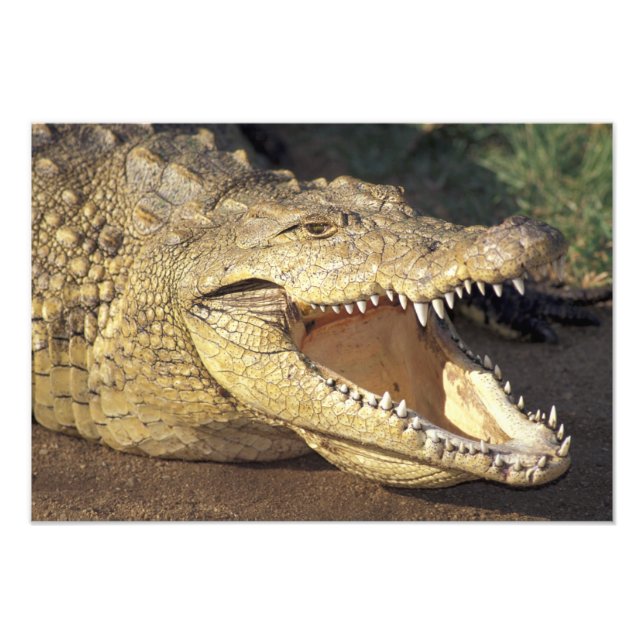 Afrika, Südafrika, Nilkrokodil Fotodruck (Vorne)