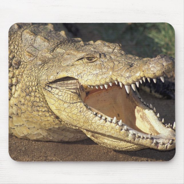Afrika, Südafrika, Nilkrokodil Mousepad (Vorne)