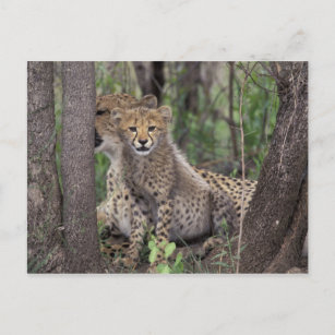 Afrika, Südafrika, Phinda Preserve. Cheetah Postkarte