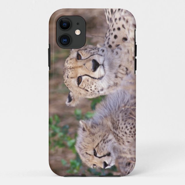 Afrika, Südafrika, Tswalu-Reservat. Geparden Case-Mate iPhone Hülle (Rückseite)