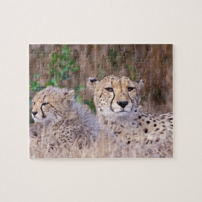 Afrika, Südafrika, Tswalu-Reservat. Geparden Puzzle (Horizontal)