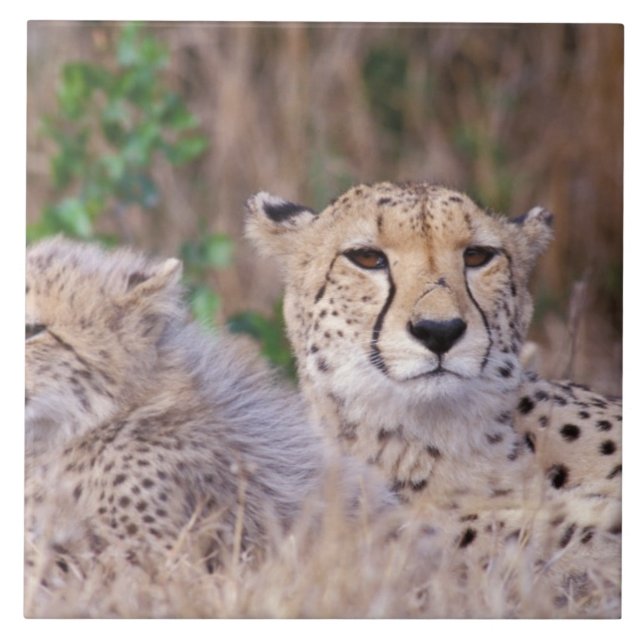 Afrika, Südafrika, Tswalu Reserve. Cheetahs Fliese (Vorderseite)