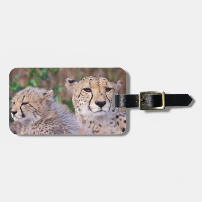 Afrika, Südafrika, Tswalu Reserve. Cheetahs Gepäckanhänger (Vorderseite horizontal)